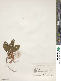 Rhododendron prunifolium image
