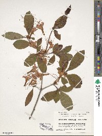 Rhododendron prunifolium image