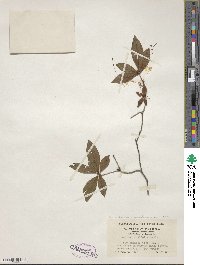 Rhododendron prunifolium image