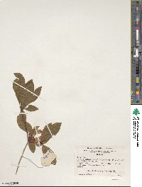Rhododendron prunifolium image