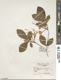 Rhododendron prunifolium image