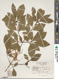Rhododendron prunifolium image