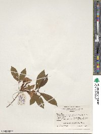 Rhododendron prunifolium image