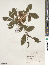 Rhododendron prunifolium image