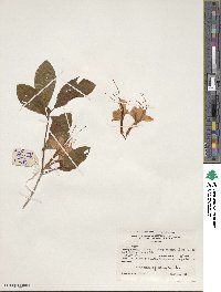 Rhododendron prunifolium image