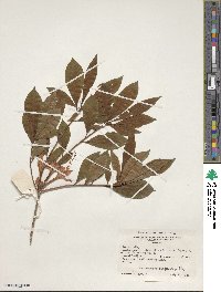 Rhododendron prunifolium image