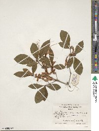 Rhododendron prunifolium image