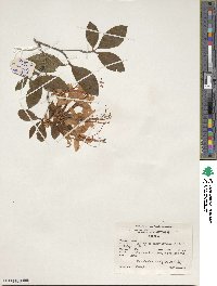 Rhododendron prunifolium image