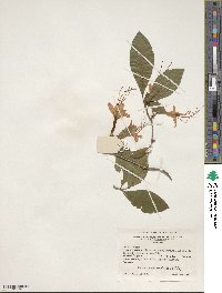 Rhododendron prunifolium image