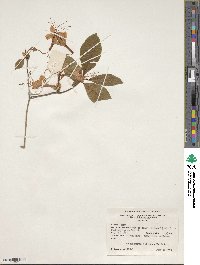 Rhododendron prunifolium image