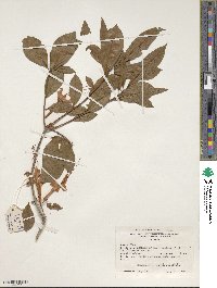 Rhododendron prunifolium image