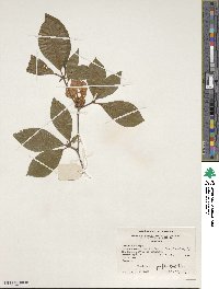 Rhododendron prunifolium image