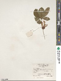 Rhododendron prunifolium image