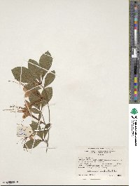 Rhododendron prunifolium image