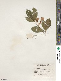 Rhododendron prunifolium image