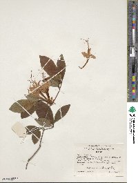 Rhododendron prunifolium image