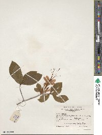 Rhododendron prunifolium image