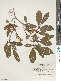 Rhododendron prunifolium image
