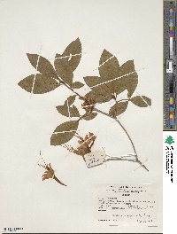 Rhododendron prunifolium image