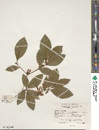 Rhododendron prunifolium image