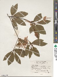 Rhododendron prunifolium image