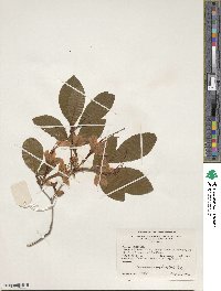 Rhododendron prunifolium image