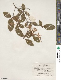Rhododendron prunifolium image