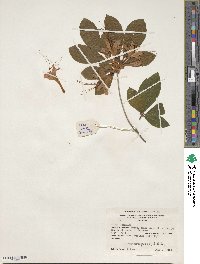 Rhododendron prunifolium image