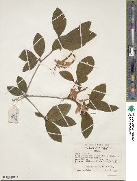 Rhododendron prunifolium image