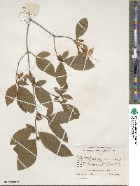 Rhododendron prunifolium image
