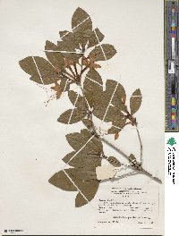 Rhododendron prunifolium image