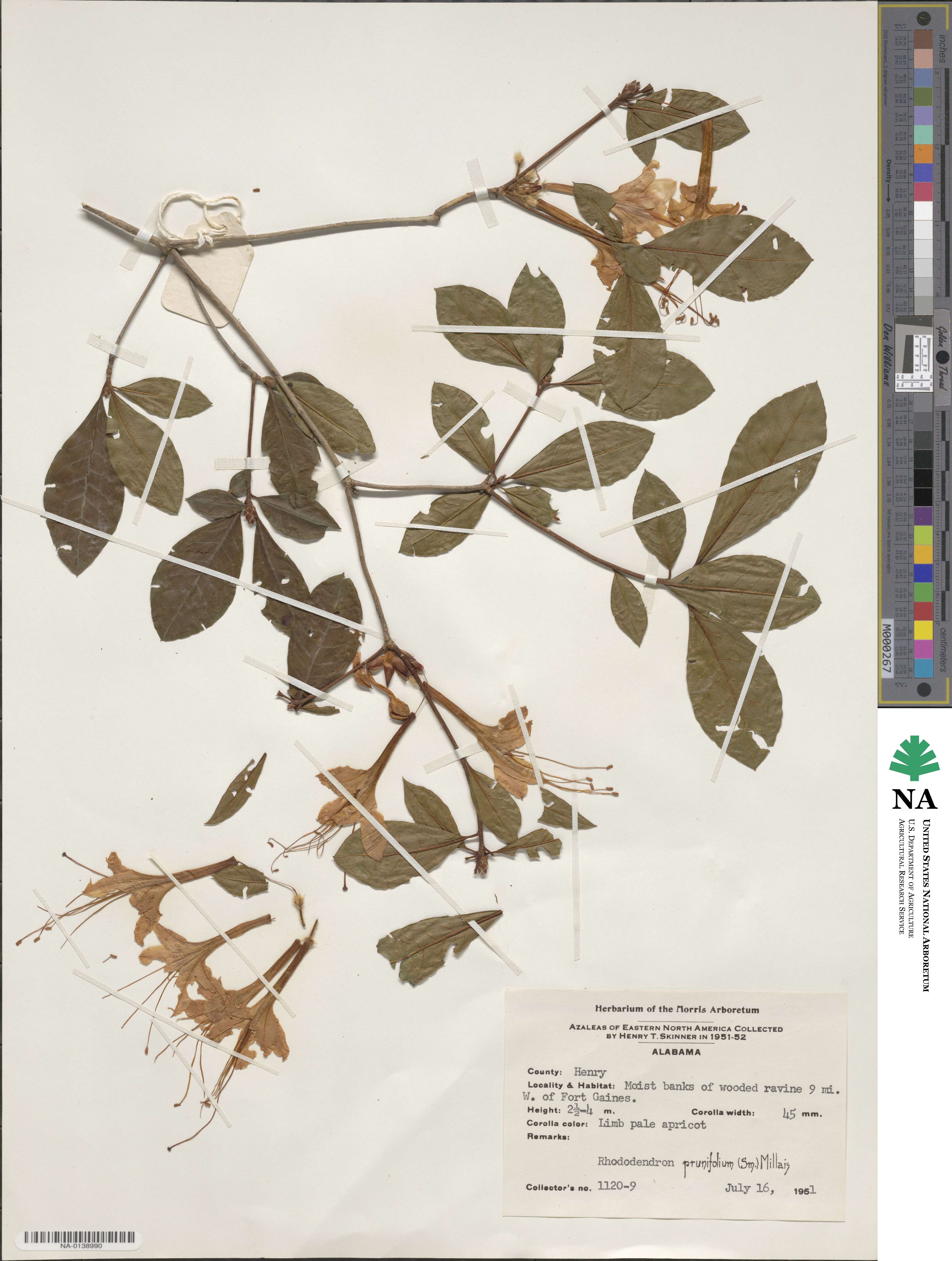 Rhododendron prunifolium image