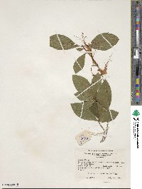 Rhododendron prunifolium image