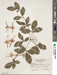 Rhododendron prunifolium image