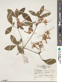 Rhododendron prunifolium image
