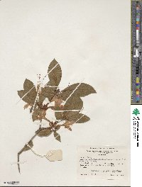 Rhododendron prunifolium image