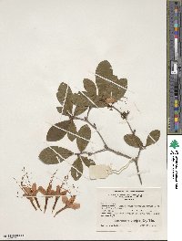 Rhododendron prunifolium image