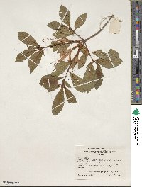 Rhododendron prunifolium image