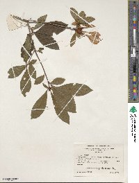 Rhododendron prunifolium image