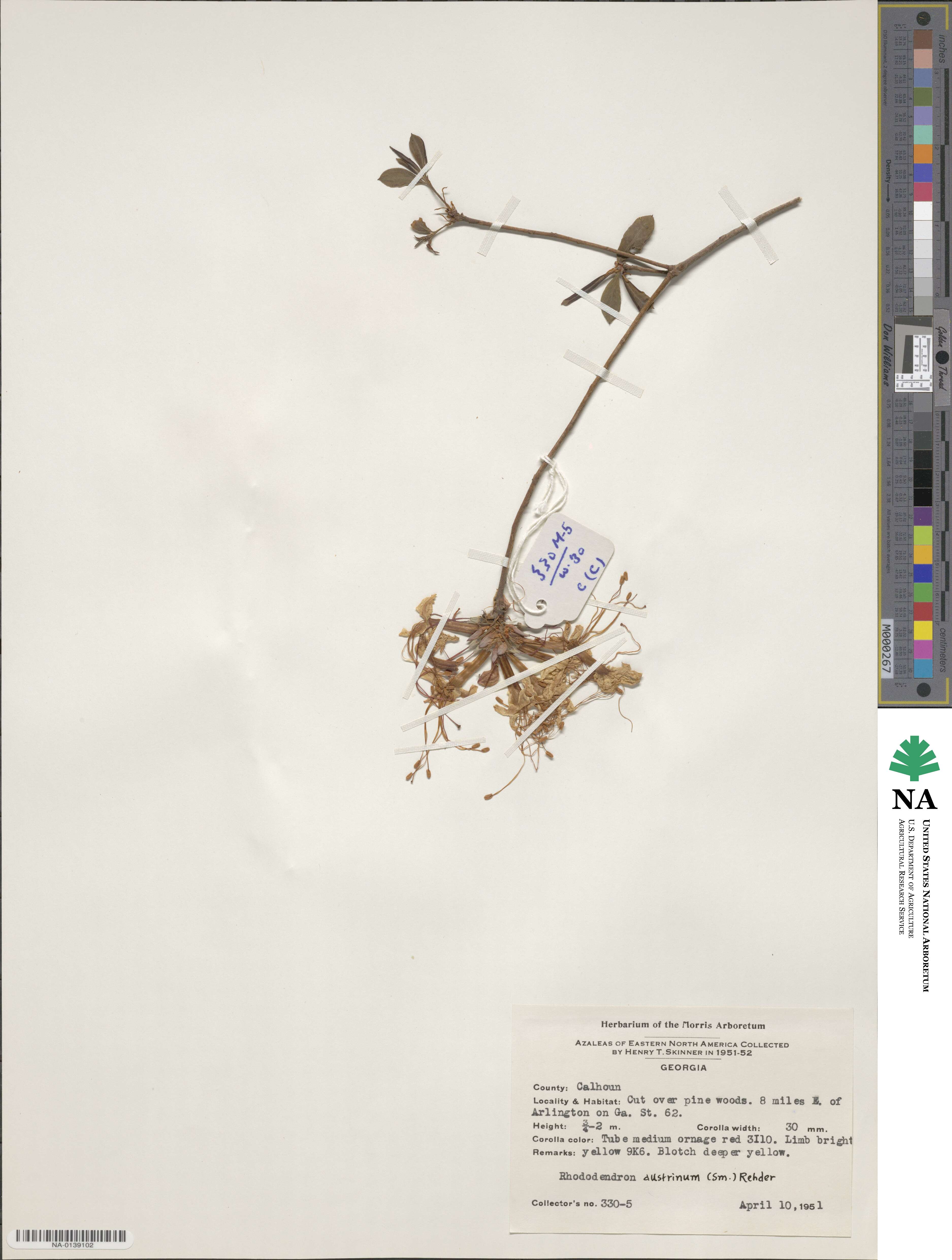 Rhododendron austrinum image