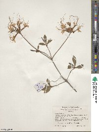 Rhododendron austrinum image