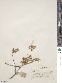 Rhododendron austrinum image