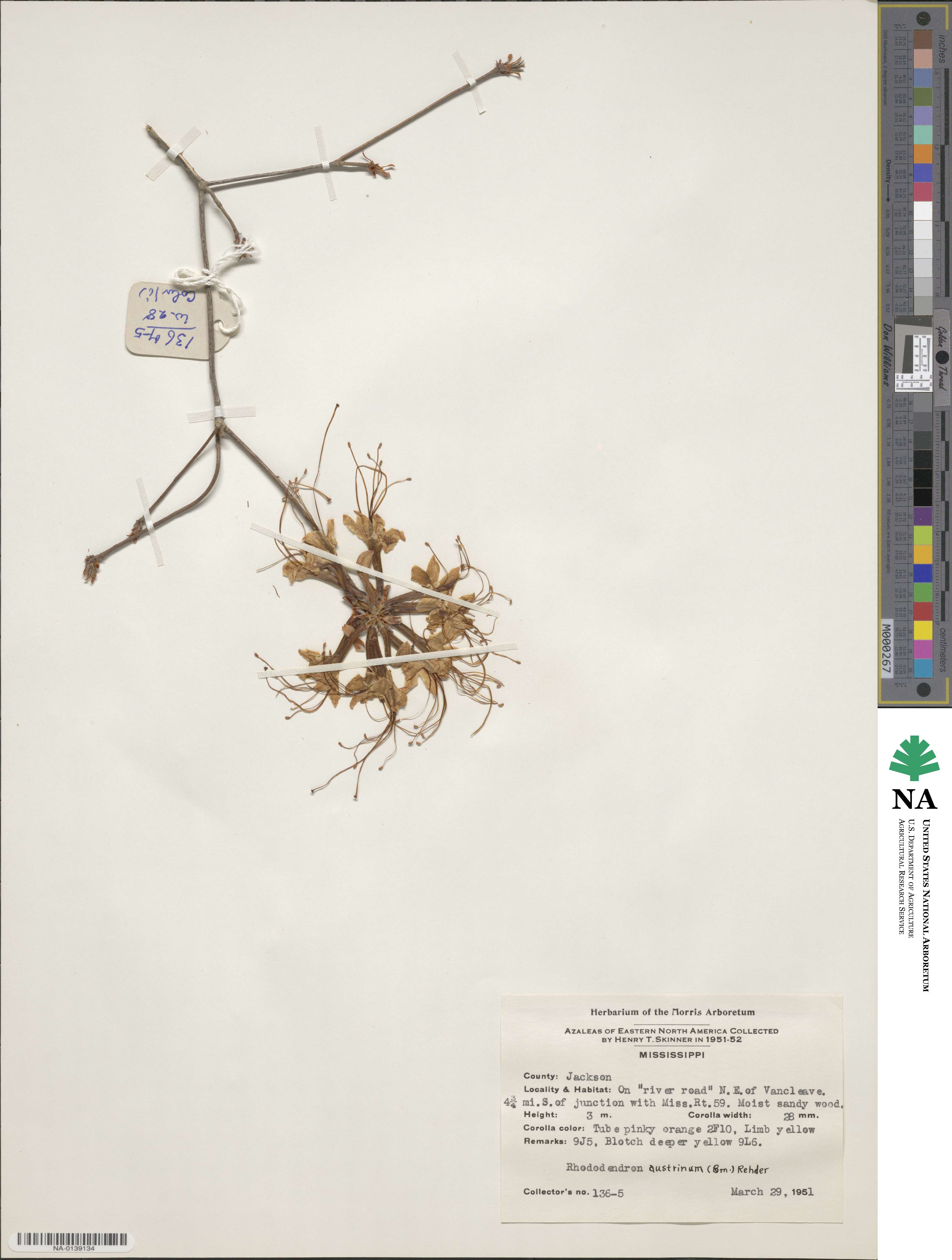 Rhododendron austrinum image