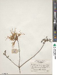 Rhododendron austrinum image