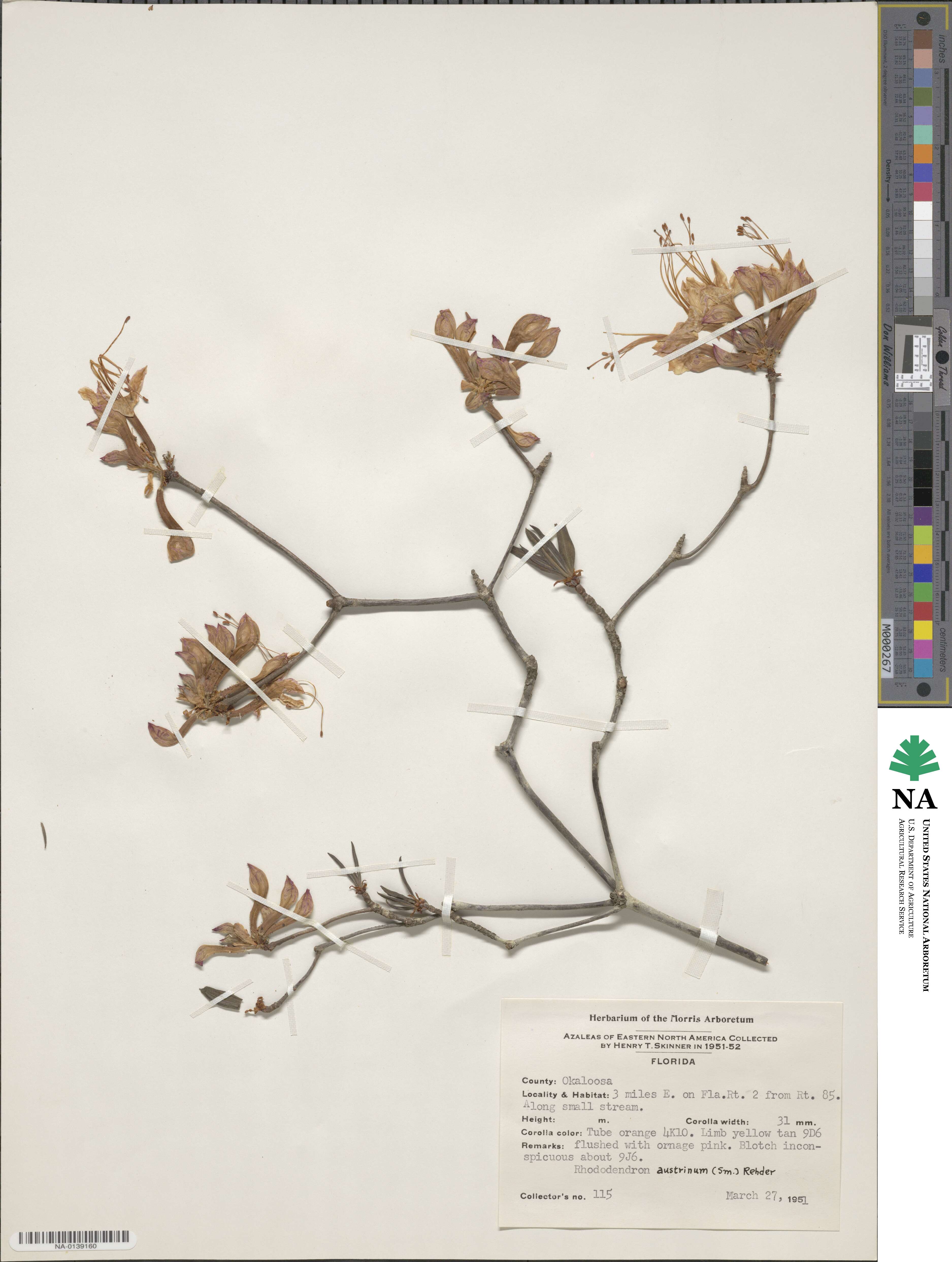 Rhododendron austrinum image
