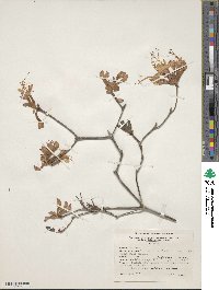 Rhododendron austrinum image