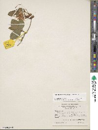 Rhododendron calendulaceum image