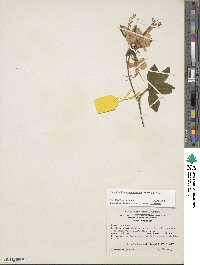 Rhododendron calendulaceum image