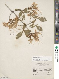 Rhododendron calendulaceum image