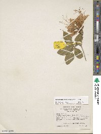 Rhododendron calendulaceum image